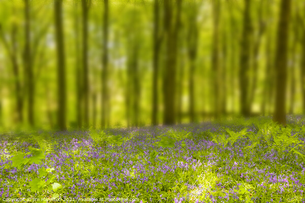 Bluebell wood Picture Board by jim Hamilton