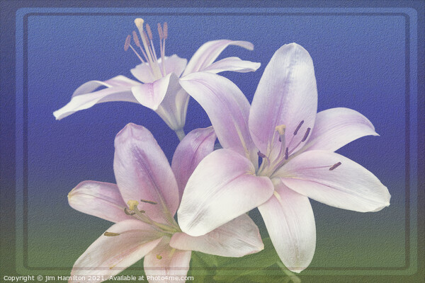 Asiatic Lily Picture Board by jim Hamilton