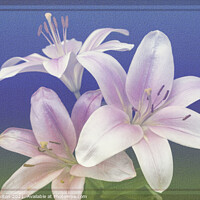 Buy canvas prints of Asiatic Lily by jim Hamilton