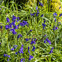Buy canvas prints of Bluebell wood by jim Hamilton