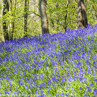 Buy canvas prints of Bluebell display by jim Hamilton
