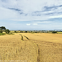 Buy canvas prints of Ready for Harvest by jim Hamilton