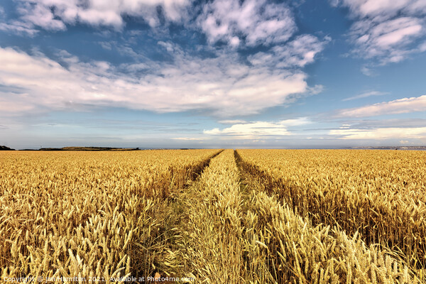Barley field Picture Board by jim Hamilton