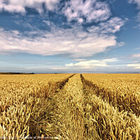 Buy canvas prints of Barley field by jim Hamilton