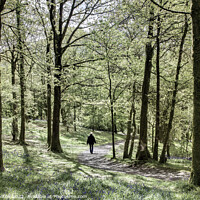 Buy canvas prints of Drum Manor Forest Park, Northern Ireland by jim Hamilton