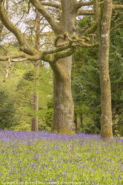 Carpet of Bluebells Picture Board by jim Hamilton