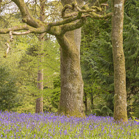 Buy canvas prints of Carpet of Bluebells by jim Hamilton