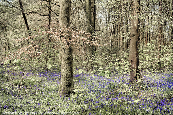 Bluebells in the Forest Picture Board by jim Hamilton