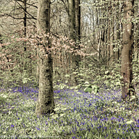 Buy canvas prints of Bluebells in the Forest by jim Hamilton