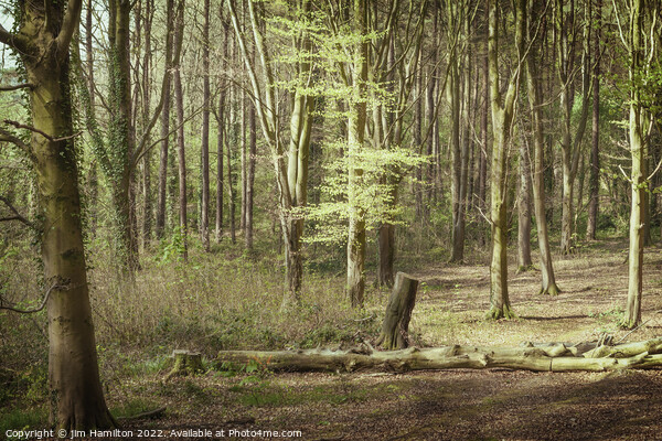 Portglenone Forest Picture Board by jim Hamilton