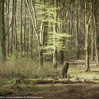 Buy canvas prints of Portglenone Forest by jim Hamilton