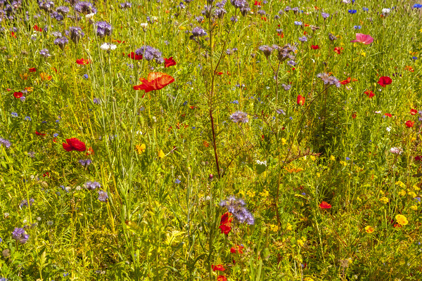 Wildflower meadow Picture Board by jim Hamilton