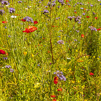 Buy canvas prints of Wildflower meadow by jim Hamilton