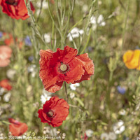Buy canvas prints of Poppies by jim Hamilton