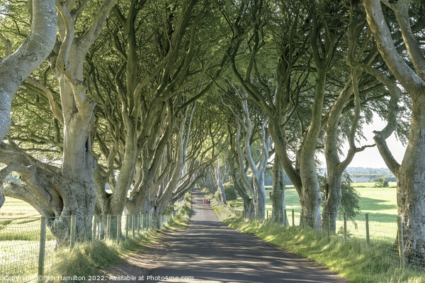 The Enchanting Tree Tunnel of Northern Ireland Picture Board by jim Hamilton