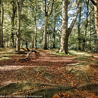 Buy canvas prints of Tollymore forest park, Northern Ireland by jim Hamilton