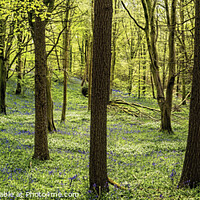 Buy canvas prints of Springtime in the forest by jim Hamilton