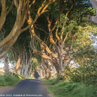 Buy canvas prints of Glowing Beech Trees of Northern Ireland by jim Hamilton
