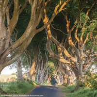 Buy canvas prints of Awe-inspiring Beech Tree Avenue by jim Hamilton