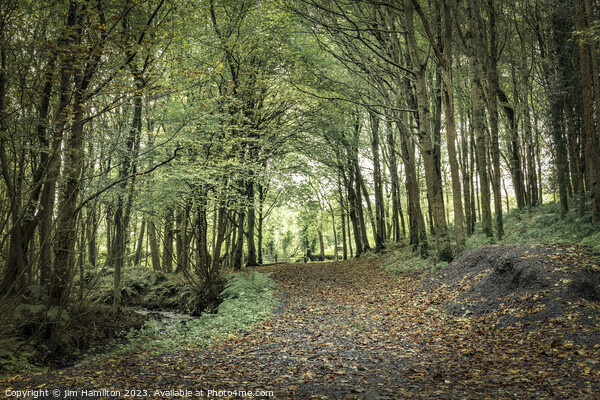 Enchanting Downhill Forest, Northern Ireland Picture Board by jim Hamilton
