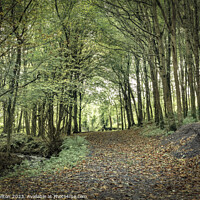 Buy canvas prints of Enchanting Downhill Forest, Northern Ireland by jim Hamilton