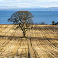 Buy canvas prints of The fairy thorn at Redcastle, County Donegal by jim Hamilton