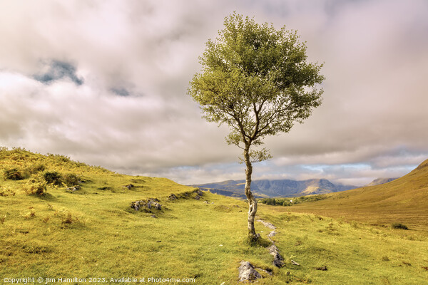 Lone tree on the Isle of Skye, Scotland Picture Board by jim Hamilton