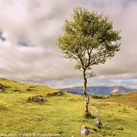 Buy canvas prints of Lone tree on the Isle of Skye, Scotland by jim Hamilton