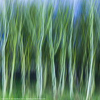 Buy canvas prints of Trees in motion by jim Hamilton