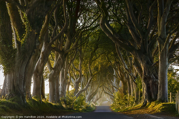 The Dark Hedges, Northern Ireland Picture Board by jim Hamilton