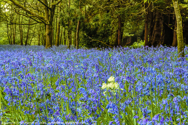 Bluebells   Flowers of the Forest Picture Board by jim Hamilton