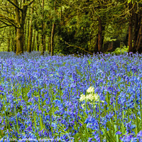 Buy canvas prints of Bluebells   Flowers of the Forest by jim Hamilton