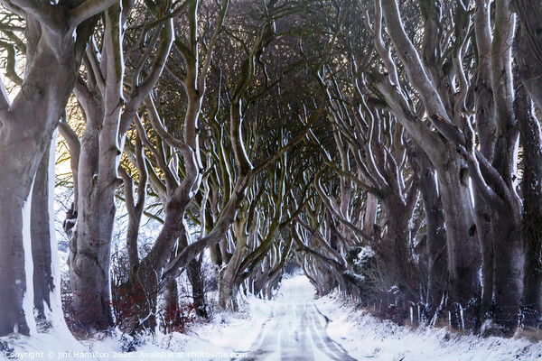 Snow at the Dark Hedges Picture Board by jim Hamilton