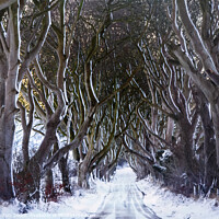 Buy canvas prints of Snow at the Dark Hedges by jim Hamilton
