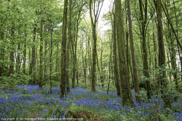 Bluebell Wood Picture Board by jim Hamilton