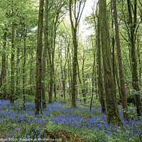 Buy canvas prints of Bluebell Wood by jim Hamilton