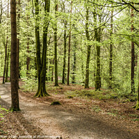 Buy canvas prints of Forest walk by jim Hamilton