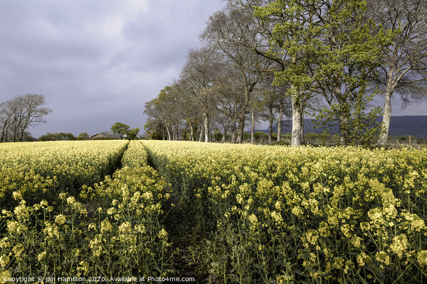 Fields of Gold Picture Board by jim Hamilton