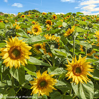 Buy canvas prints of Sunflowers by jim Hamilton