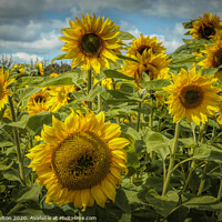 Buy canvas prints of Radiant Sunflowers by jim Hamilton