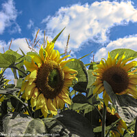 Buy canvas prints of Sunflowers by jim Hamilton