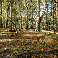 Buy canvas prints of Tollymore Forest Park, Northern Ireland by jim Hamilton