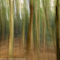 Buy canvas prints of The Forest by jim Hamilton