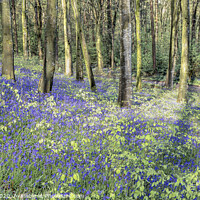 Buy canvas prints of Bluebells in bloom by jim Hamilton