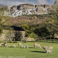 Buy canvas prints of Lambing season by jim Hamilton