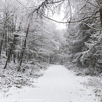 Buy canvas prints of Winter Wonderland by jim Hamilton