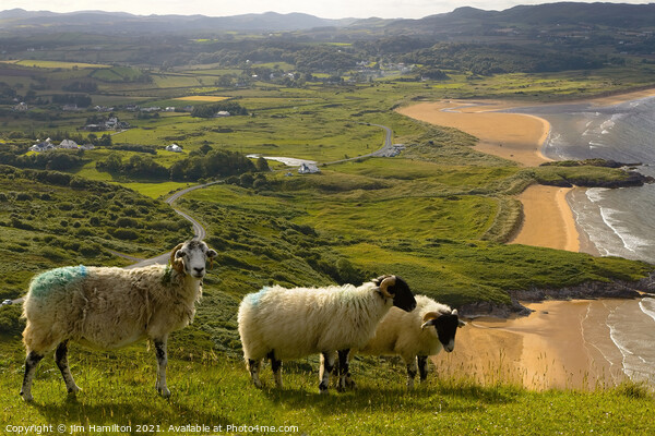 Hill farming in Ireland Picture Board by jim Hamilton
