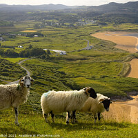 Buy canvas prints of Hill farming in Ireland by jim Hamilton