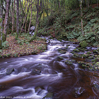 Buy canvas prints of Downhill Forest Northern Ireland by jim Hamilton