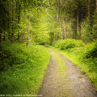 Buy canvas prints of The Forest Path by jim Hamilton